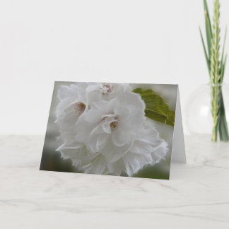 Dreamy Cherry Blommars AH2010 Kort