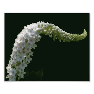 Dreamy Curling White Wildblomma 8x10 Fototryck