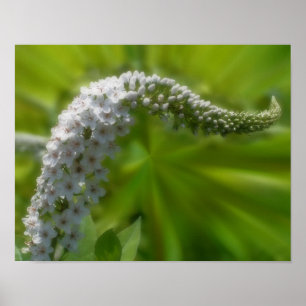 Dreamy Curling White Wildblomma Poster