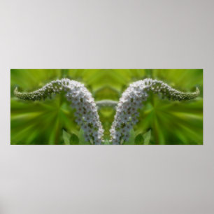 Dreamy Curling White Wildblomme Spegel Abstrakt Poster