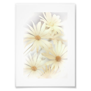 Dreamy Daisy 2 Fototryck