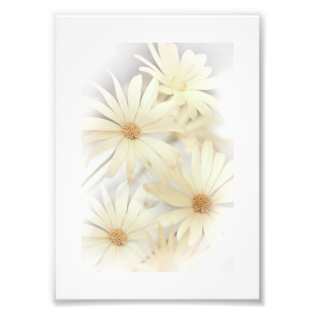 Dreamy Daisy 2 Fototryck (Framsidan)