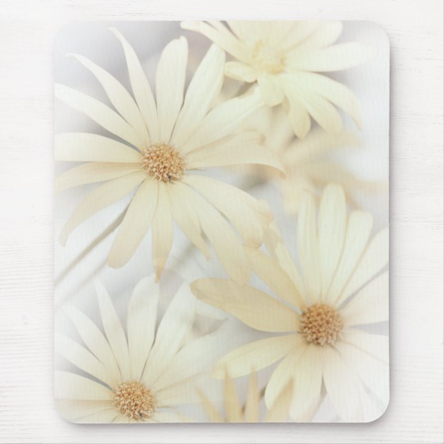 Dreamy Daisy 2 Musmatta (Framsidan)