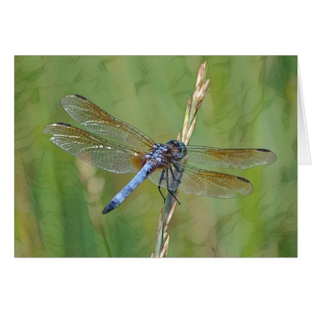 Dreamy Dragonfly OBS Kort (Framsidan Horizontal)