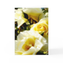 Dreamy Gul ros AH2010