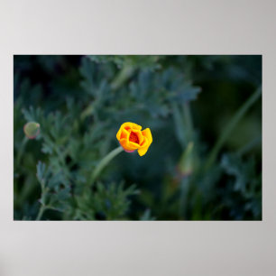 Dreamy har delvis stängt Kalifornien-diskett Poster