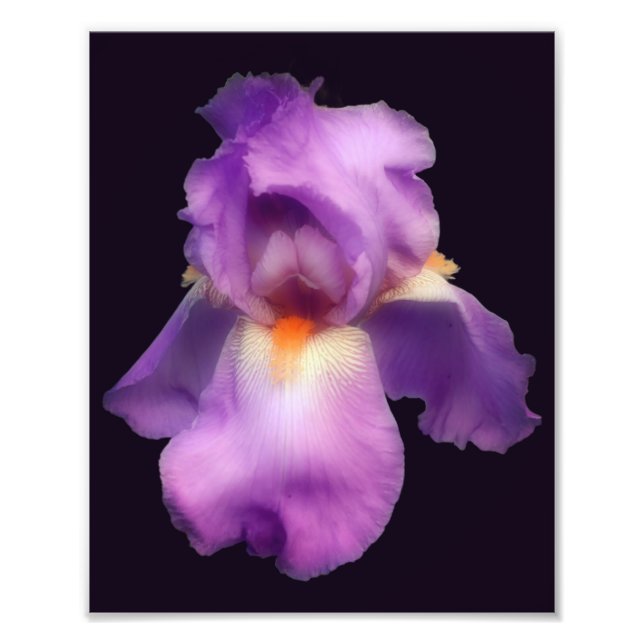 Dreamy Lavender Bearded Iris Flower 8x10 Fototryck (Framsidan)