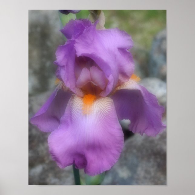 Dreamy Lavender Bearded Iris Flower Poster (Framsidan)