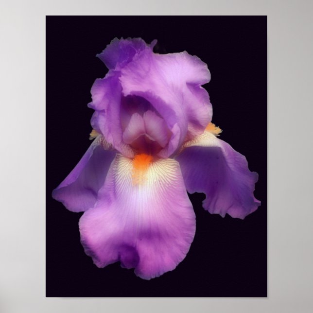 Dreamy Lavender Bearded Iris Flower Poster (Framsidan)