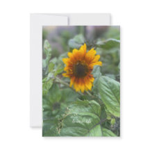 Dreamy Little Solros