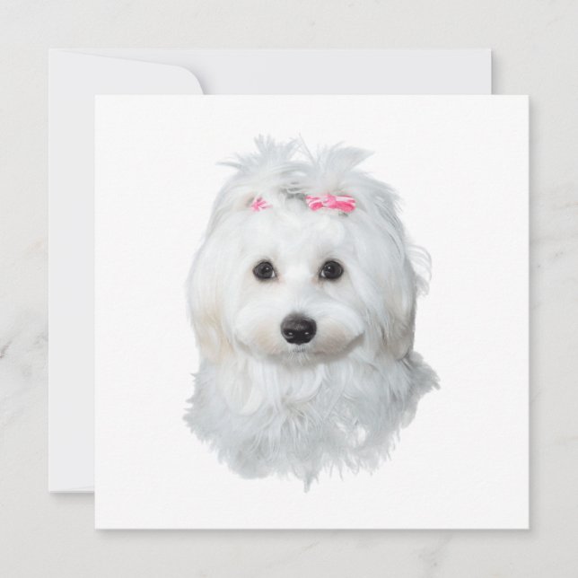 Dreamy Maltese-Valpen - underbar (Framsida)