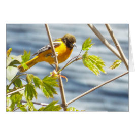 Dreamy morgonfågelkort hälsningskort