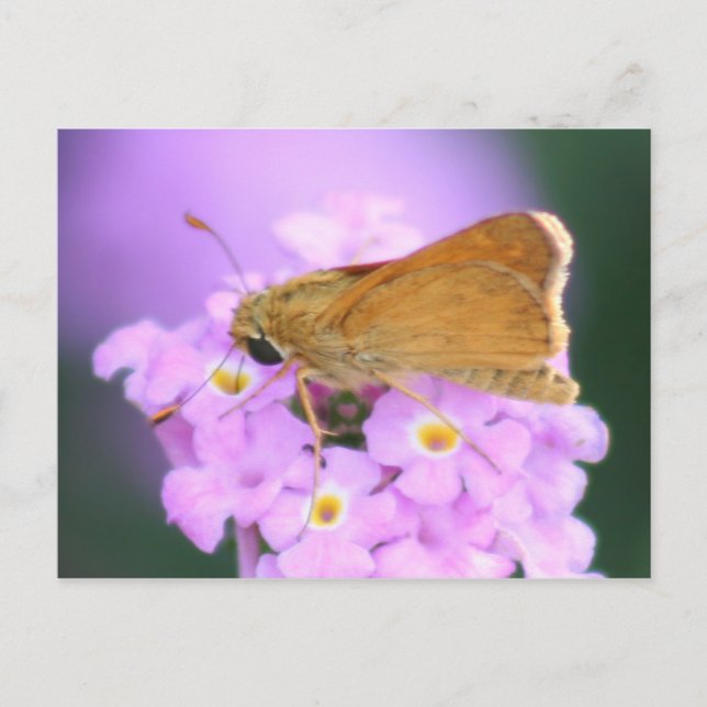 Dreamy Moth-vykort Vykort (Framsida)