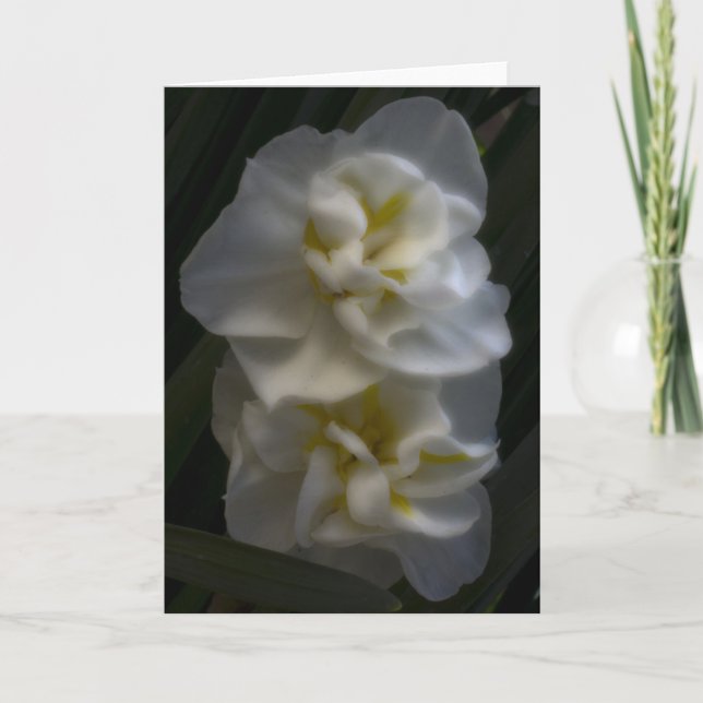Dreamy Narcissus Daffodils Kort (Framsida)