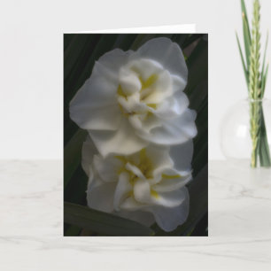 Dreamy Narcissus Daffodils Kort