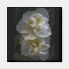 Dreamy Narcissus Daffodils Magnet