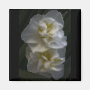 Dreamy Narcissus Daffodils Magnet