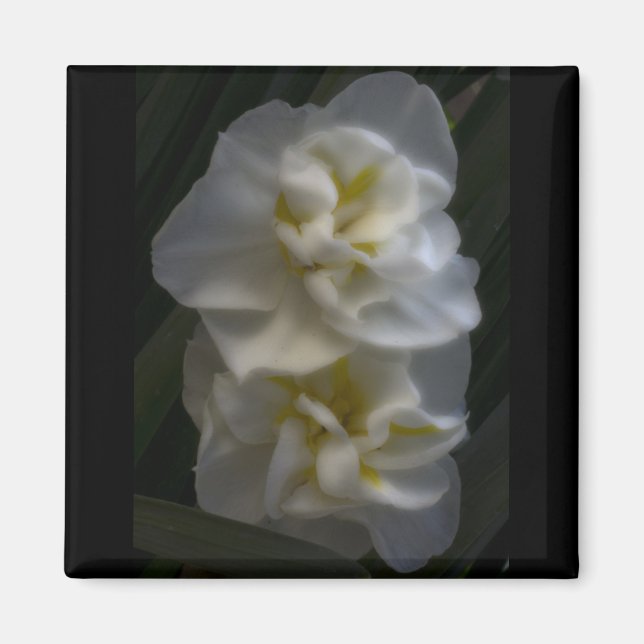 Dreamy Narcissus Daffodils Magnet (Framsidan)