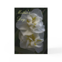 Dreamy Narcissus Daffodils Mamma Europadagen