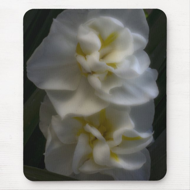 Dreamy Narcissus Daffodils Musmatta (Framsidan)