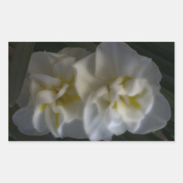 Dreamy Narcissus Daffodils Rektangulärt Klistermärke