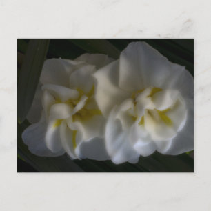 Dreamy Narcissus Daffodils Vykort
