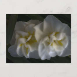 Dreamy Narcissus Daffodils Vykort