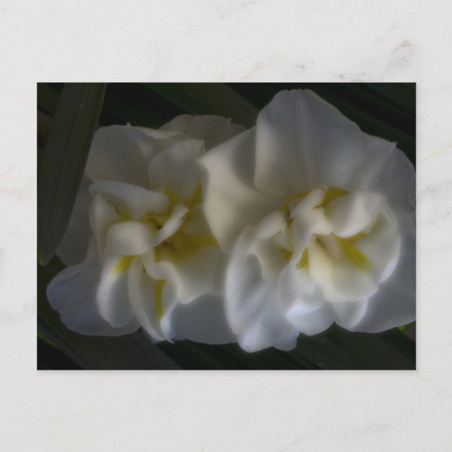 Dreamy Narcissus Daffodils Vykort (Framsida)