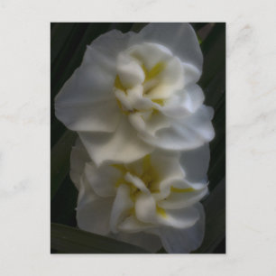 Dreamy Narcissus Daffodils Vykort