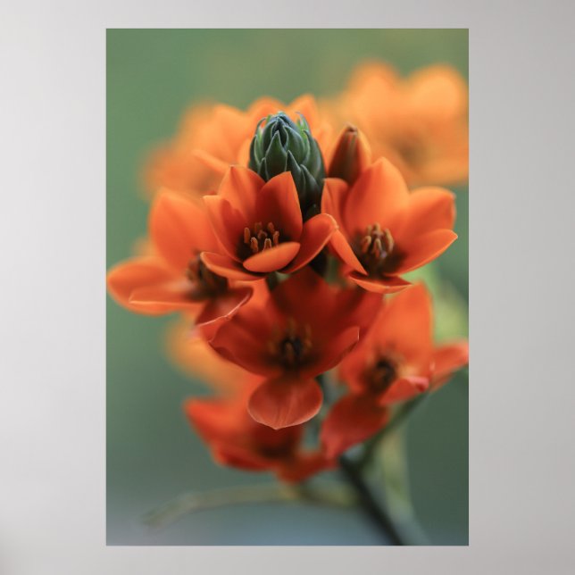 Dreamy Orange Chincherinchee Flowers Poster (Framsidan)