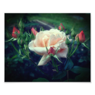 Dreamy Peach Ro och Buds 8 x 10 Fototryck
