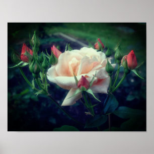 Dreamy Peach Ro och Buds Poster