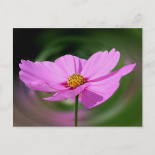 Dreamy Rosa Cosmos blomning Vykort