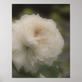 Dreamy Vit ros Flower Poster