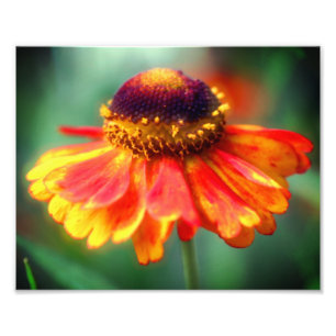 Dreamy Zinnia Flower 8x10 Fototryck