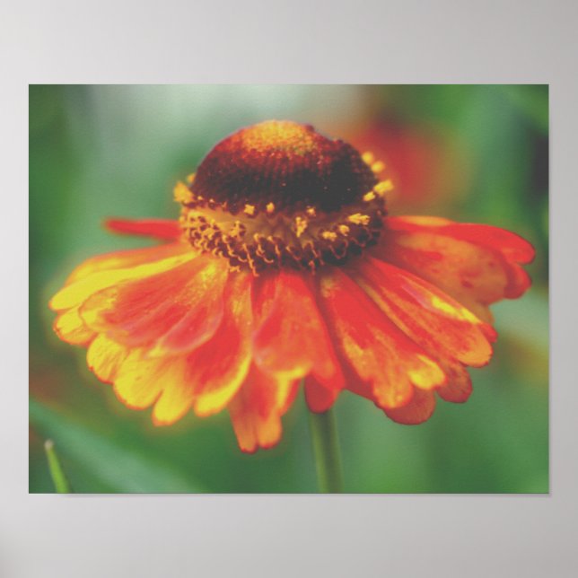 Dreamy Zinnia Flower Poster (Framsidan)