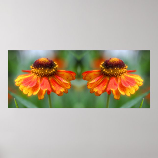 Dreamy Zinnia Flower Spegel Abstrakt Poster (Framsidan)