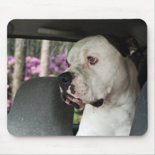 dregla amerikanbulldoggen musmatta
