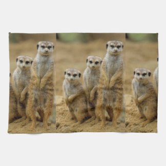 drei Erdmaennchen (Suricata suricatta) Kökshandduk