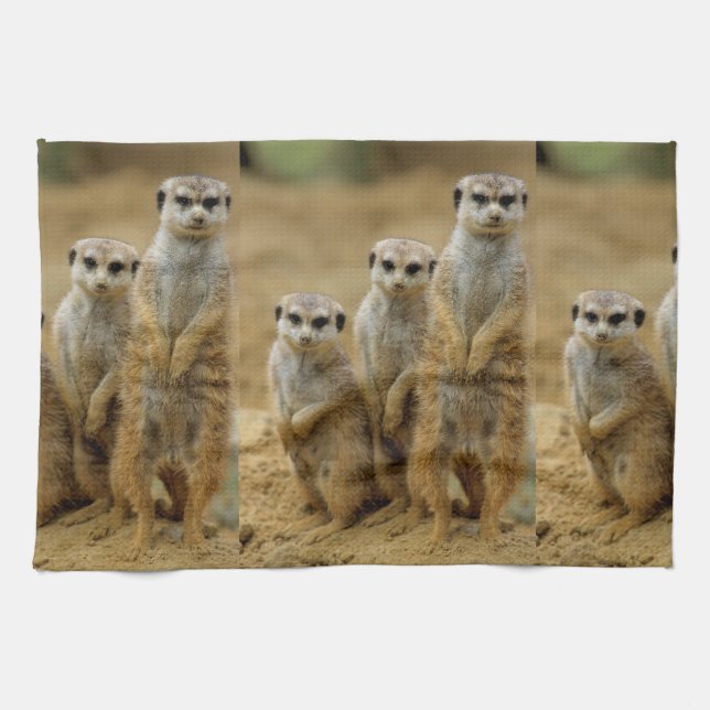 drei Erdmaennchen (Suricata suricatta) Kökshandduk (Horisontell)