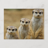 drei Erdmaennchen (Suricata suricatta)