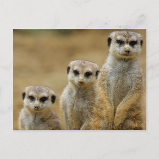drei Erdmaennchen (Suricata suricatta) Vykort