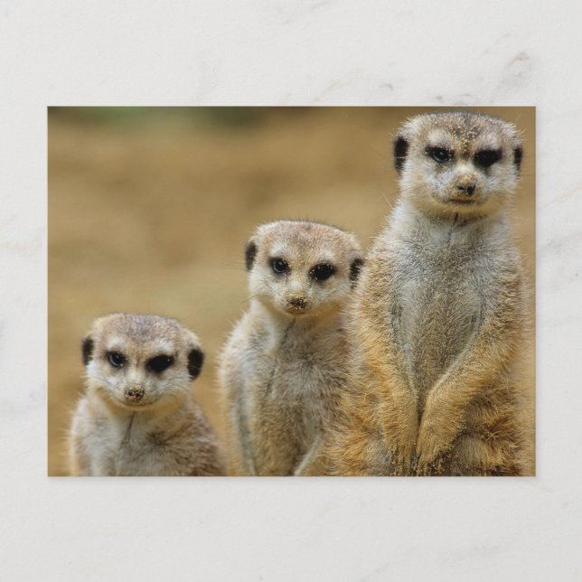 drei Erdmaennchen (Suricata suricatta) Vykort (Framsida)