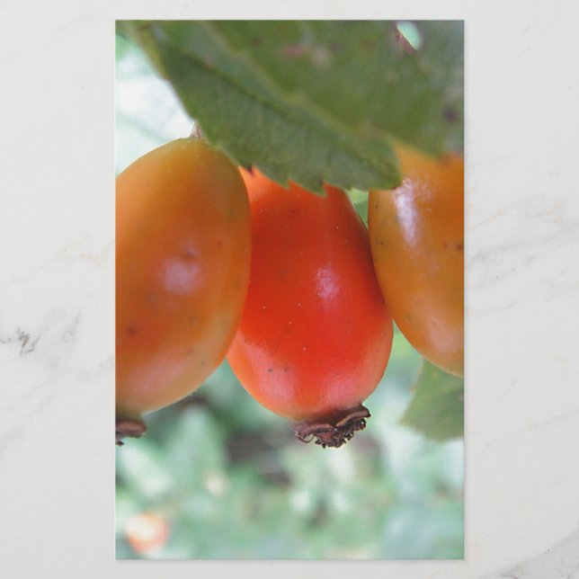 Drei orange Hagebutten Brevpapper (Framsida)