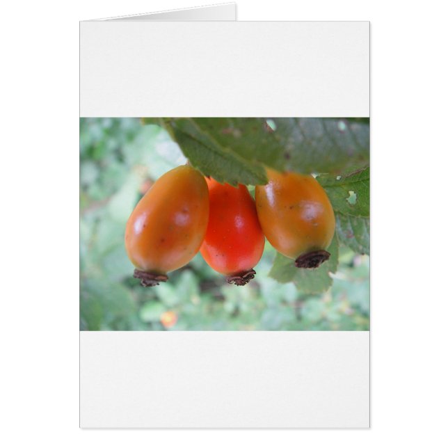 Drei orange Hagebutten Hälsningskort (Framsidan)