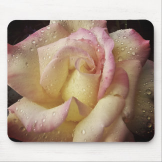 drenched in dew musmatta