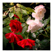 Drenched Red and White Ro