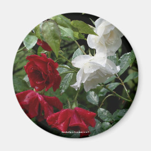 Drenched Ro Blomsterfotografi Magnet