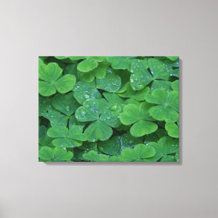 Drenderad Klöver makro Photo Wall Art Canvastryck