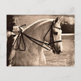Dressage Grunge Vykort